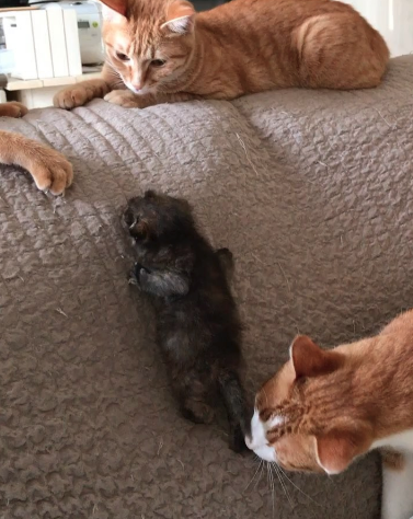 動物,犬,猫,しつけ,飼い方,育て方,病気,健康