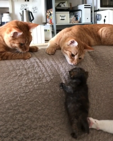 動物,犬,猫,しつけ,飼い方,育て方,病気,健康