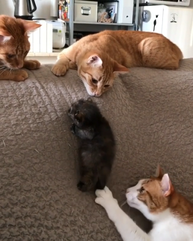 動物,犬,猫,しつけ,飼い方,育て方,病気,健康