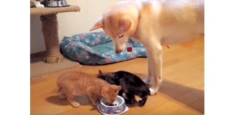 【まるで母親♡】子猫ちゃんのご飯を見守るワンコ。その眼差しは、優しさに溢れていました(*´∀`)♪