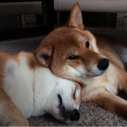 動物,犬,猫,しつけ,飼い方,育て方,病気,健康