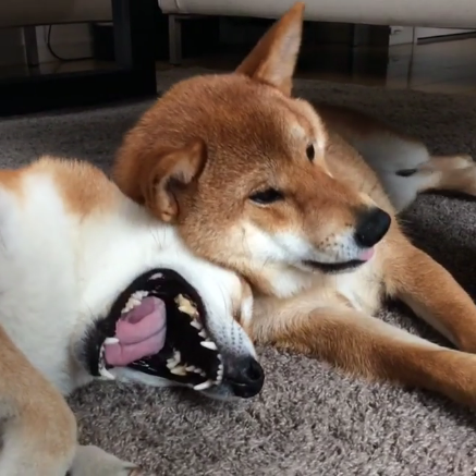 動物,犬,猫,しつけ,飼い方,育て方,病気,健康