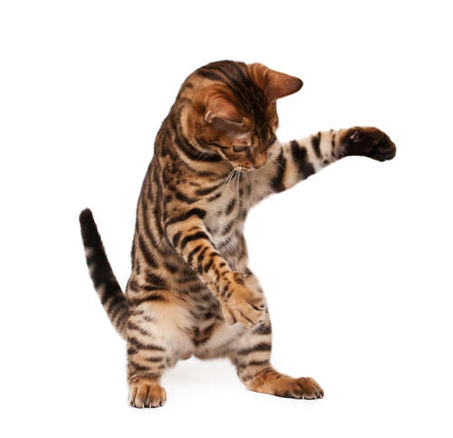 動物,犬,猫,しつけ,飼い方,育て方,病気,健康