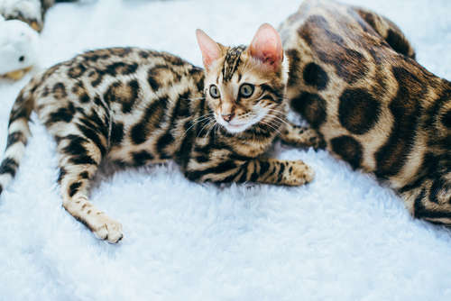 動物,犬,猫,しつけ,飼い方,育て方,病気,健康