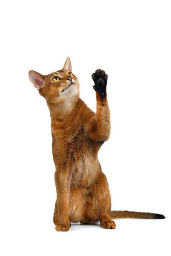 動物,犬,猫,しつけ,飼い方,育て方,病気,健康