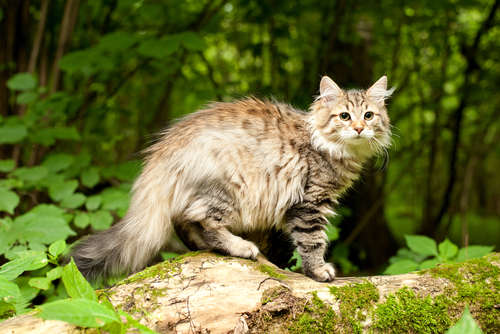 動物,犬,猫,しつけ,飼い方,育て方,病気,健康