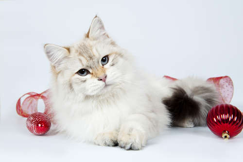 動物,犬,猫,しつけ,飼い方,育て方,病気,健康