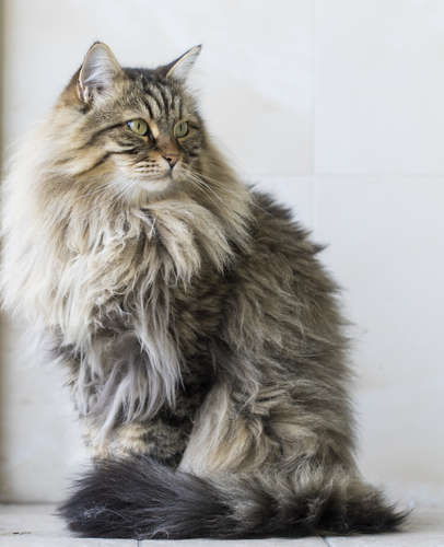 動物,犬,猫,しつけ,飼い方,育て方,病気,健康