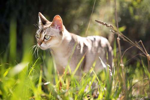 動物,犬,猫,しつけ,飼い方,育て方,病気,健康