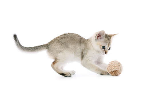 動物,犬,猫,しつけ,飼い方,育て方,病気,健康