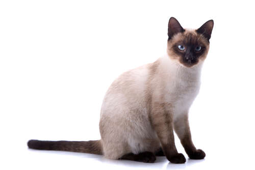 動物,犬,猫,しつけ,飼い方,育て方,病気,健康