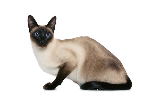 動物,犬,猫,しつけ,飼い方,育て方,病気,健康