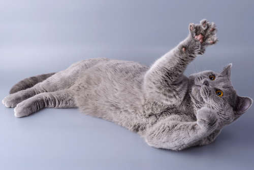 動物,犬,猫,しつけ,飼い方,育て方,病気,健康