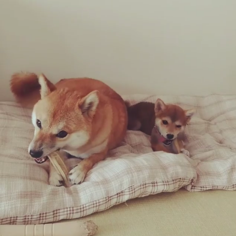 動物,犬,猫,しつけ,飼い方,育て方,病気,健康