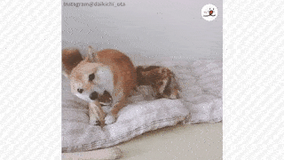動物,犬,猫,しつけ,飼い方,育て方,病気,健康