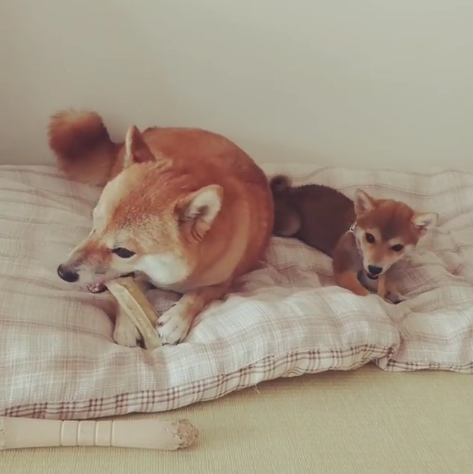 動物,犬,猫,しつけ,飼い方,育て方,病気,健康