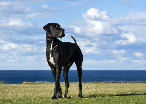 動物,犬,猫,しつけ,飼い方,育て方,病気,健康