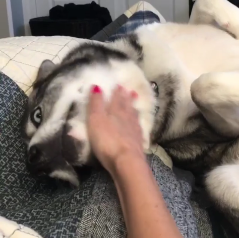 動物,犬,猫,しつけ,飼い方,育て方,病気,健康