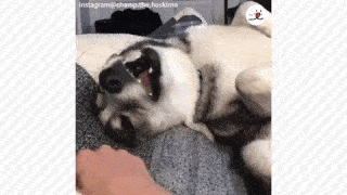 動物,犬,猫,しつけ,飼い方,育て方,病気,健康
