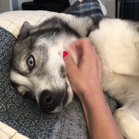 動物,犬,猫,しつけ,飼い方,育て方,病気,健康