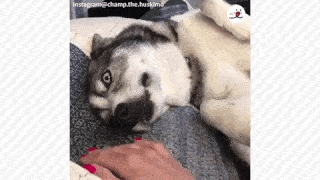 動物,犬,猫,しつけ,飼い方,育て方,病気,健康