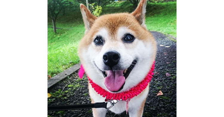 【愛に包まれて…♡】新しいお家で幸せな表情を見せる元保護犬たち。その笑顔を集めました(11枚)
