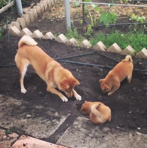 動物,犬,猫,しつけ,飼い方,育て方,病気,健康