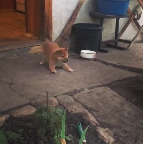 動物,犬,猫,しつけ,飼い方,育て方,病気,健康
