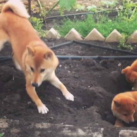 動物,犬,猫,しつけ,飼い方,育て方,病気,健康