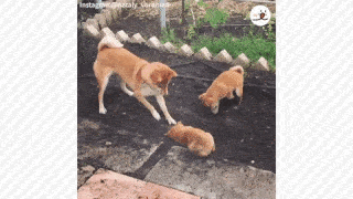 動物,犬,猫,しつけ,飼い方,育て方,病気,健康