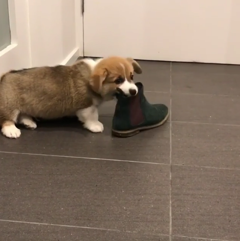 動物,犬,猫,しつけ,飼い方,育て方,病気,健康