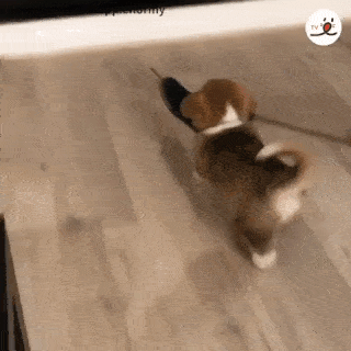 動物,犬,猫,しつけ,飼い方,育て方,病気,健康