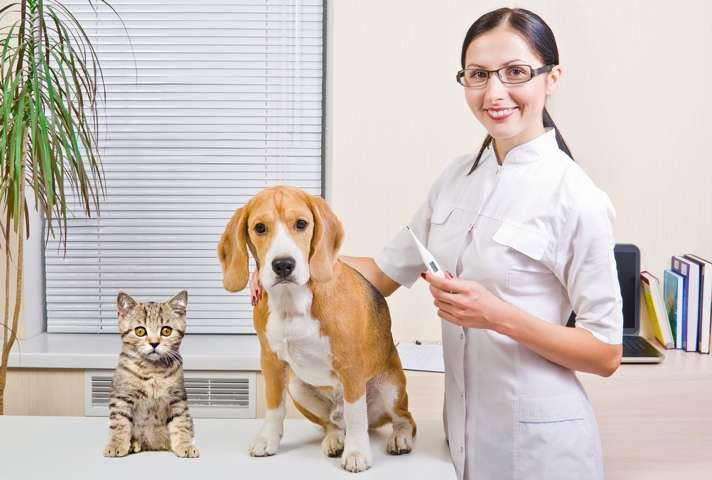「これだけはお願い」「じつはどうなの?」飼い主さんが獣医師さんと、上手につきあうためのポイント13