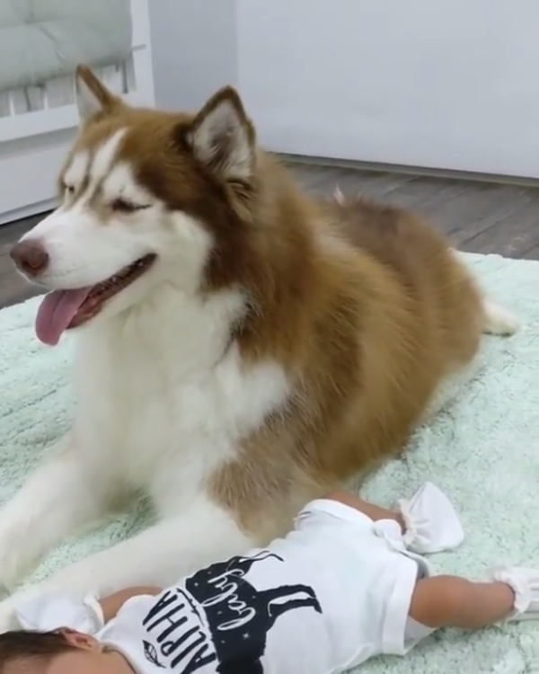動物,犬,猫,しつけ,飼い方,育て方,病気,健康