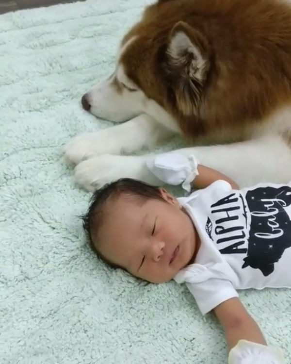 動物,犬,猫,しつけ,飼い方,育て方,病気,健康