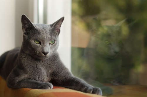 動物,犬,猫,しつけ,飼い方,育て方,病気,健康