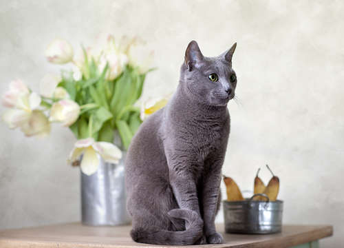動物,犬,猫,しつけ,飼い方,育て方,病気,健康