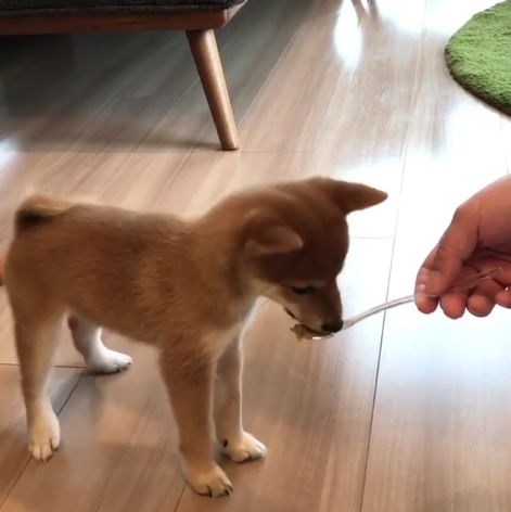 動物,犬,猫,しつけ,飼い方,育て方,病気,健康