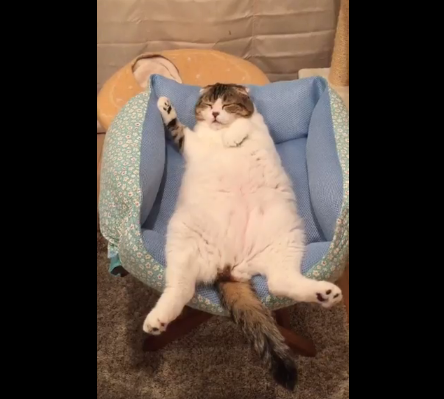 動物,犬,猫,しつけ,飼い方,育て方,病気,健康