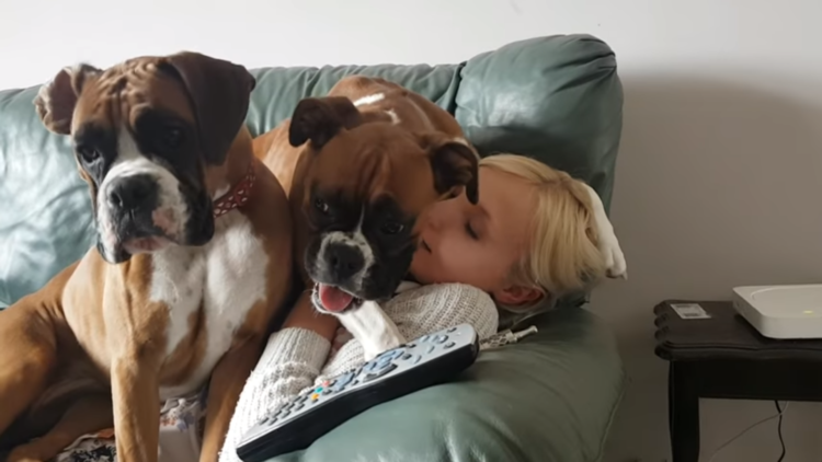 動物,犬,猫,しつけ,飼い方,育て方,病気,健康
