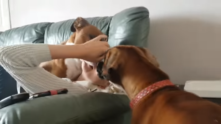 動物,犬,猫,しつけ,飼い方,育て方,病気,健康