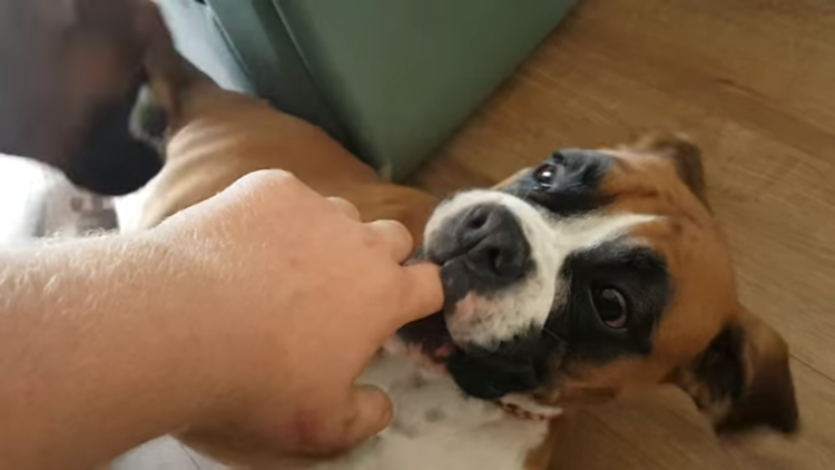 動物,犬,猫,しつけ,飼い方,育て方,病気,健康