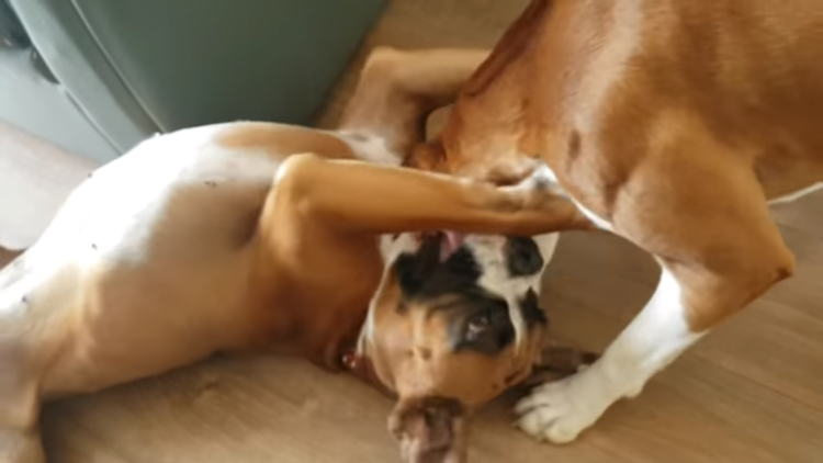 動物,犬,猫,しつけ,飼い方,育て方,病気,健康