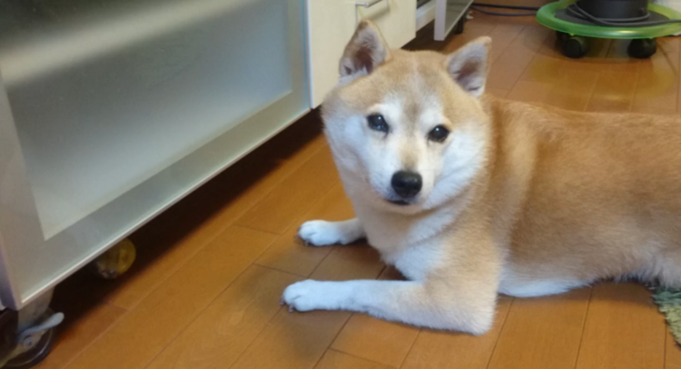 動物,犬,猫,しつけ,飼い方,育て方,病気,健康