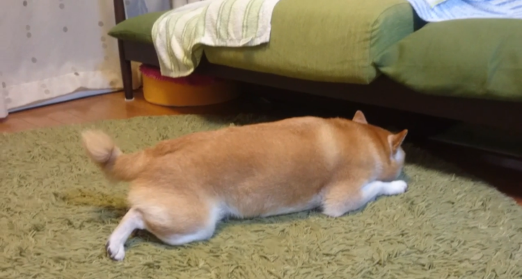 動物,犬,猫,しつけ,飼い方,育て方,病気,健康