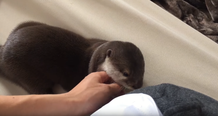 動物,犬,猫,しつけ,飼い方,育て方,病気,健康