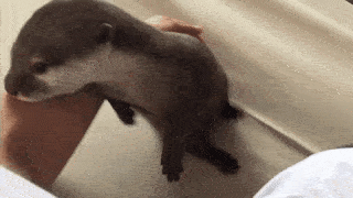 動物,犬,猫,しつけ,飼い方,育て方,病気,健康