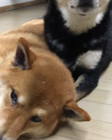 動物,犬,猫,しつけ,飼い方,育て方,病気,健康