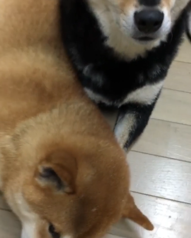 動物,犬,猫,しつけ,飼い方,育て方,病気,健康
