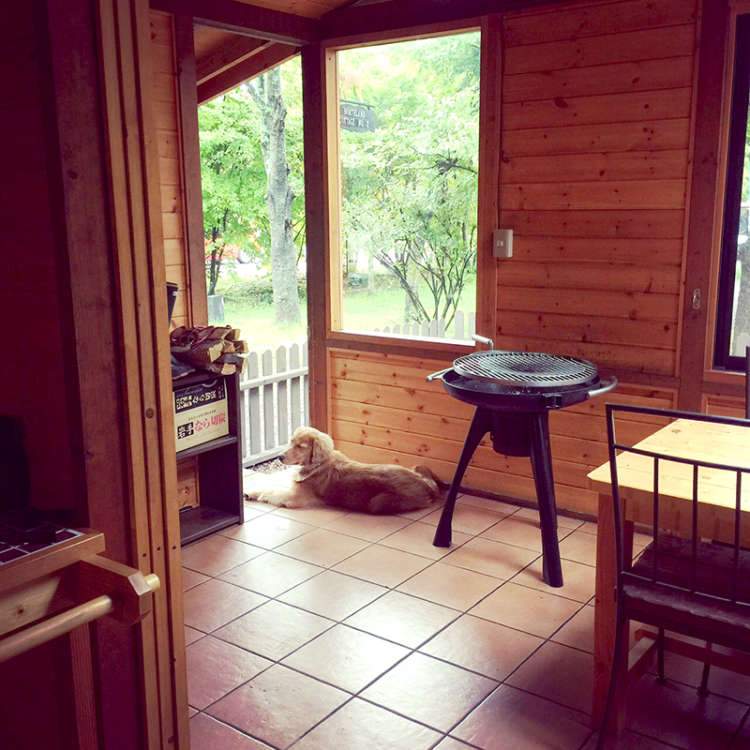 動物,犬,猫,しつけ,飼い方,育て方,病気,健康